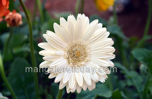 Flower show in Kadri park